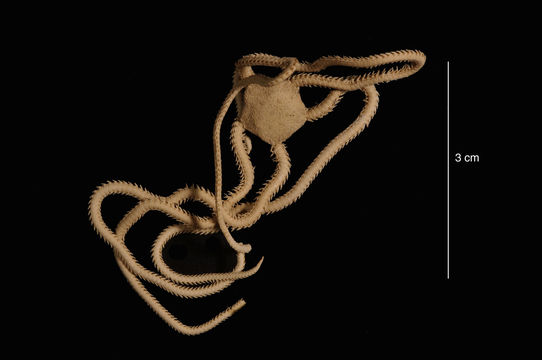 Image of <i>Amphioplus peregrinator</i> (Koehler 1912)