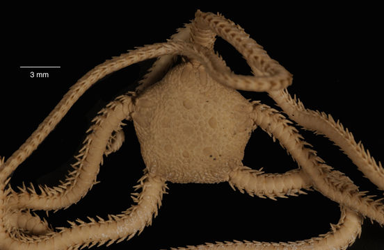 Image of <i>Amphioplus peregrinator</i> (Koehler 1912)