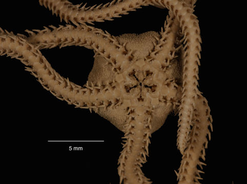 Image of <i>Amphioplus peregrinator</i> (Koehler 1912)