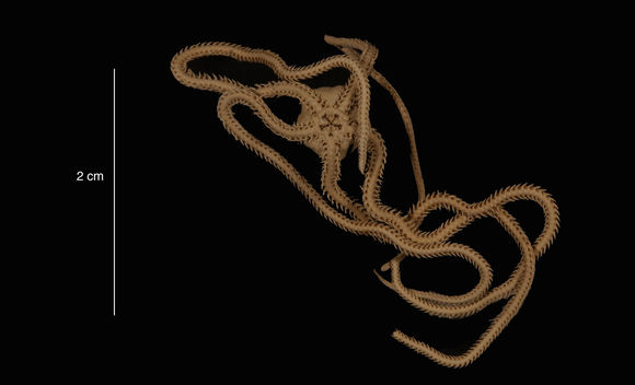 Image of <i>Amphioplus peregrinator</i> (Koehler 1912)