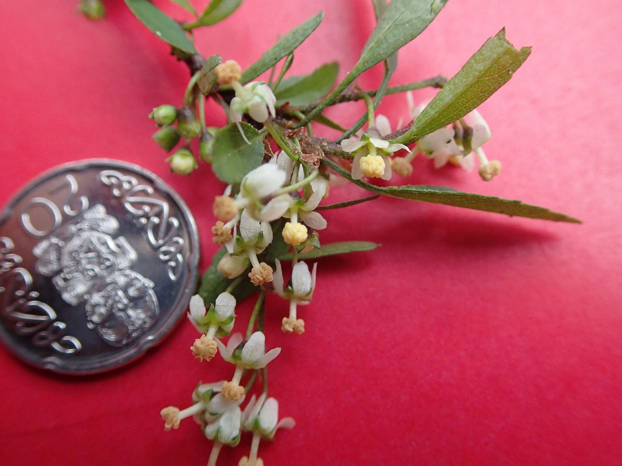 Image of Plagianthus cymosus Cockayne & Allan