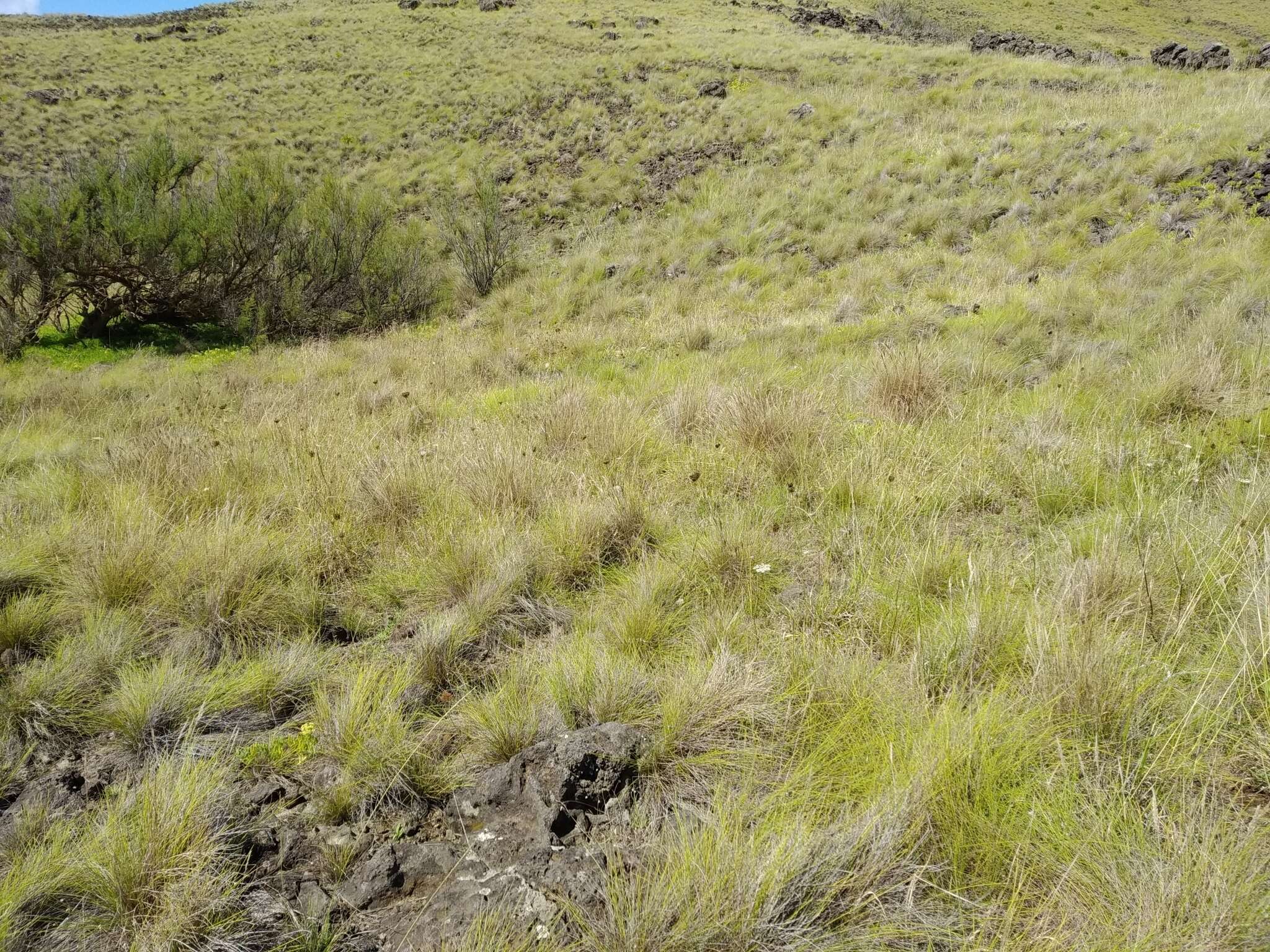 Image of Festuca petraea Guthnick ex Seub.