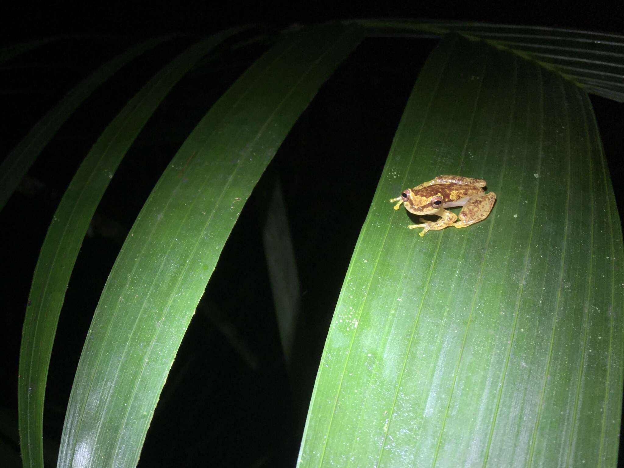 Image of Dendropsophus haddadi (Bastos & Pombal 1996)