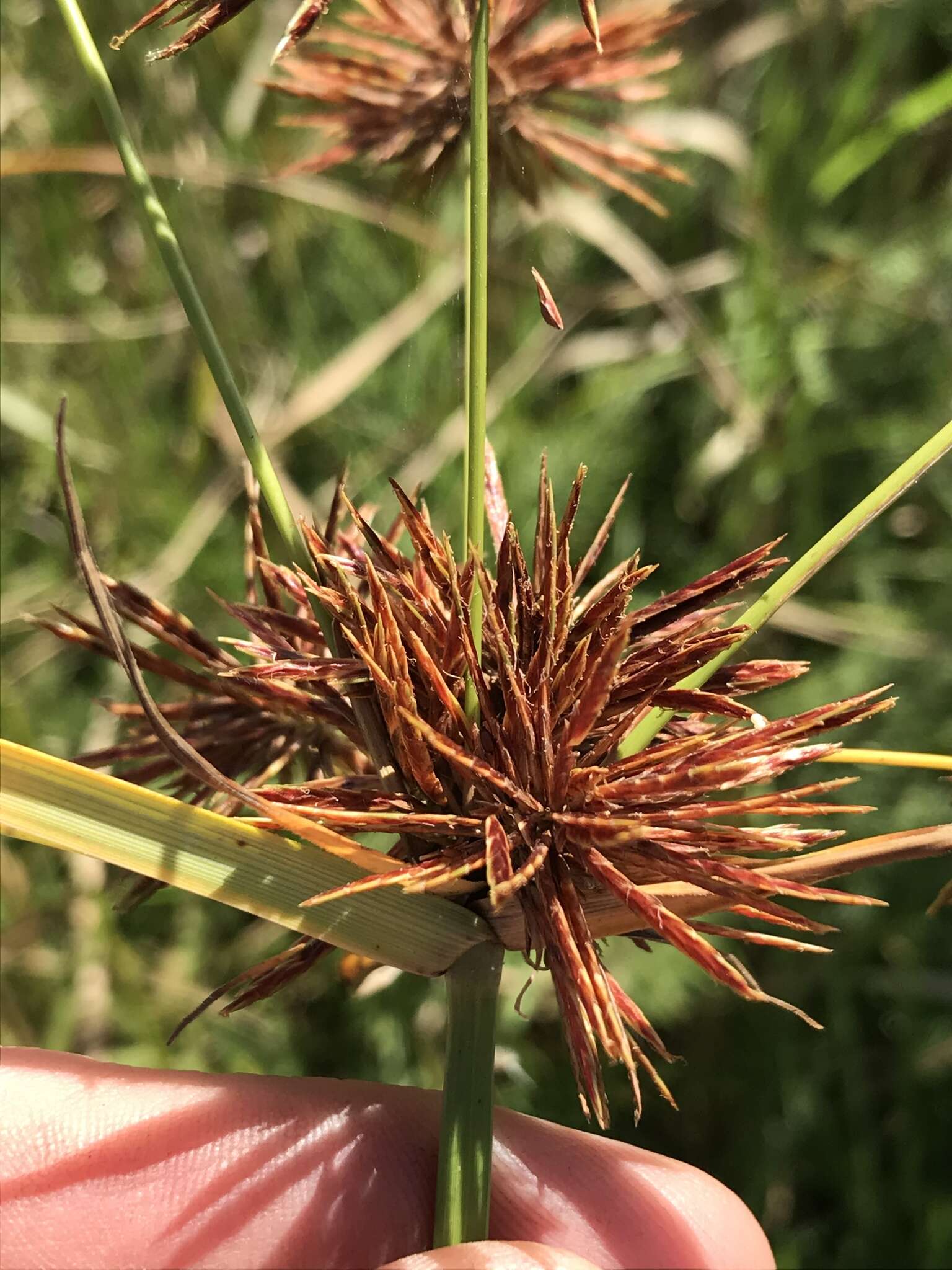 Image of clustered flatsedge