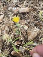 Image de Centaurea hyalolepis Boiss.