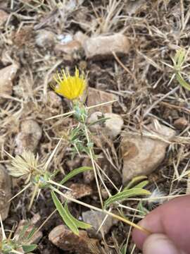 Image of Centaurea hyalolepis Boiss.