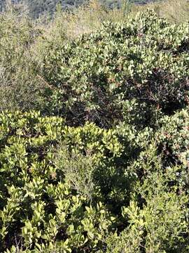 Image of Arctostaphylos glandulosa subsp. cushingiana (Eastw.) J. E. Keeley, M. C. Vasey & V. T. Parker