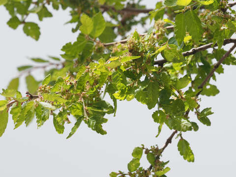 Image of Cretan zelkova