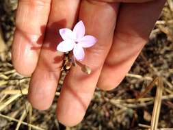 Image de Pseuderanthemum praecox (Benth.) Leonard