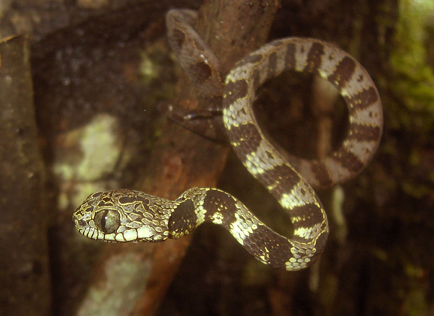 Dipsas indica ecuadoriensis Peters 1960 resmi