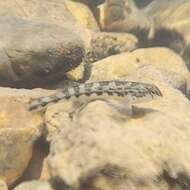 Слика од Etheostoma flavum Etnier & Bailey 1989