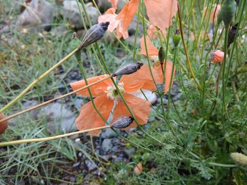 Image of Papaver fugax Poir.