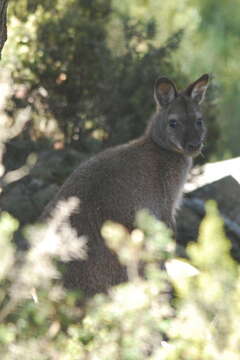 Image of Macropus rufogriseus rufogriseus (Desmarest 1817)