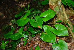 Image of Homalomena philippinensis Engl.