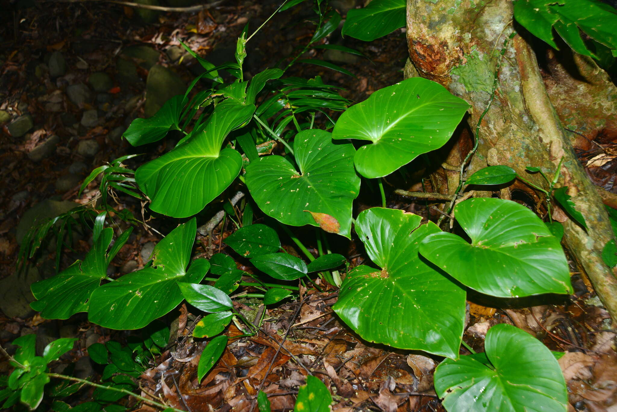 Image of Homalomena philippinensis Engl.