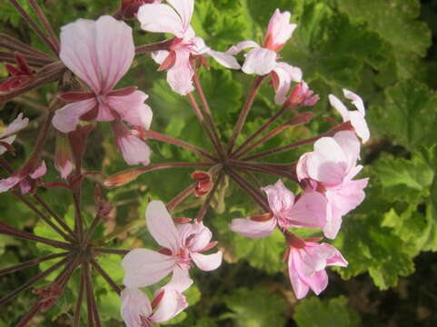 Image of horseshoe geranium