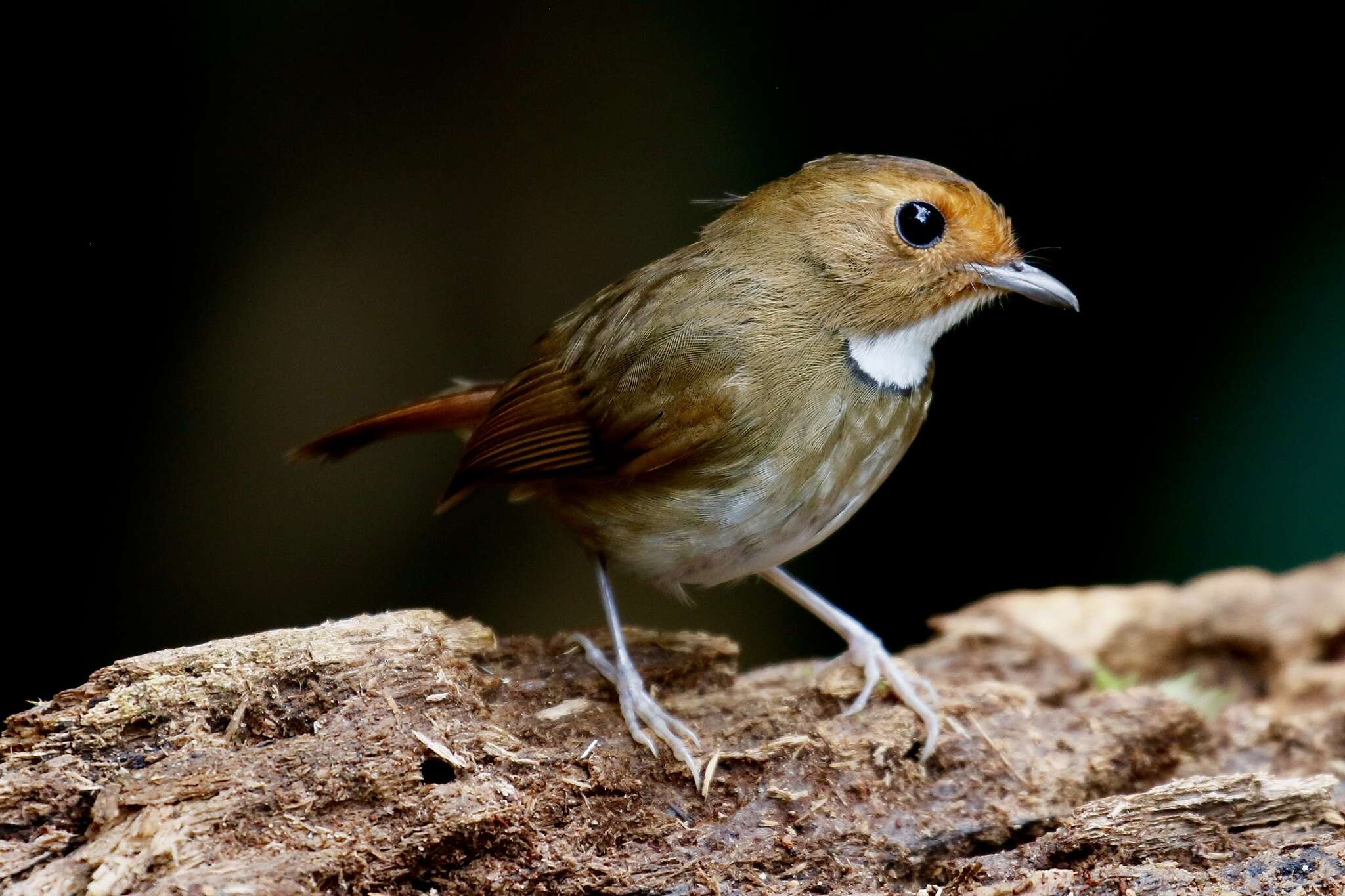 Plancia ëd Anthipes solitaris (Müller & S 1836)