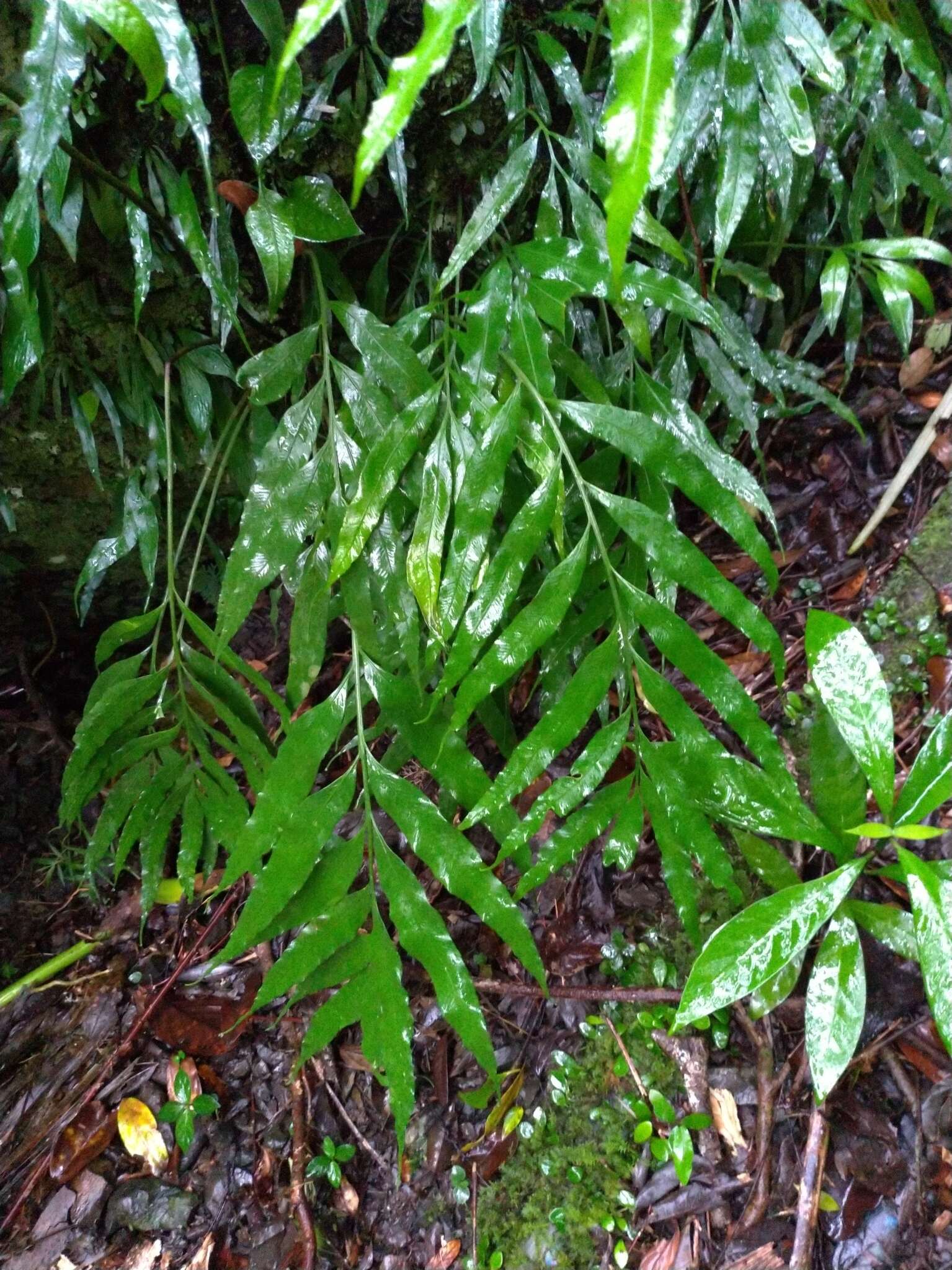 Image of Asplenium formosae Christ