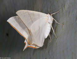 Image of Ourapteryx claretta Holloway 1982