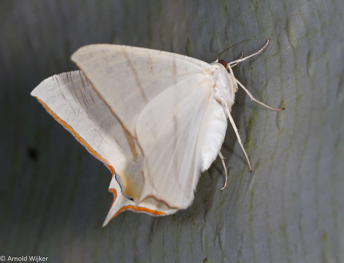 Image of Ourapteryx claretta Holloway 1982