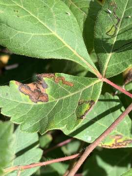 Sivun Stigmella intermedia (Braun 1917) Wilkinson et al. 1979 kuva