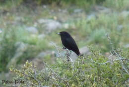 Image of White-winged Black Tyrant