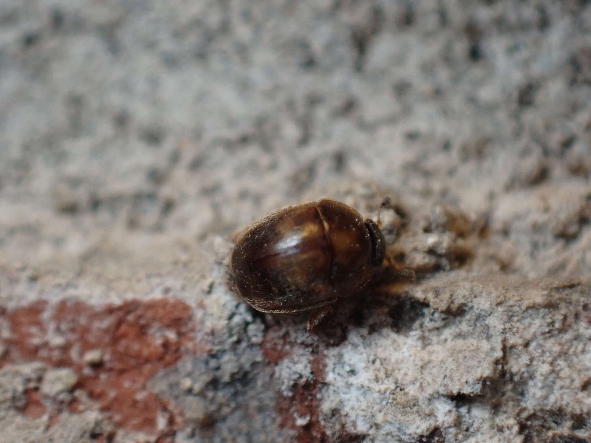 Image of Amphicrossus ciliatus (Olivier 1811)