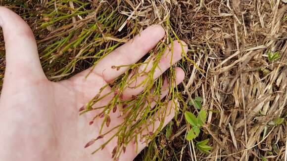 Image de Vaccinium scoparium Leiberg