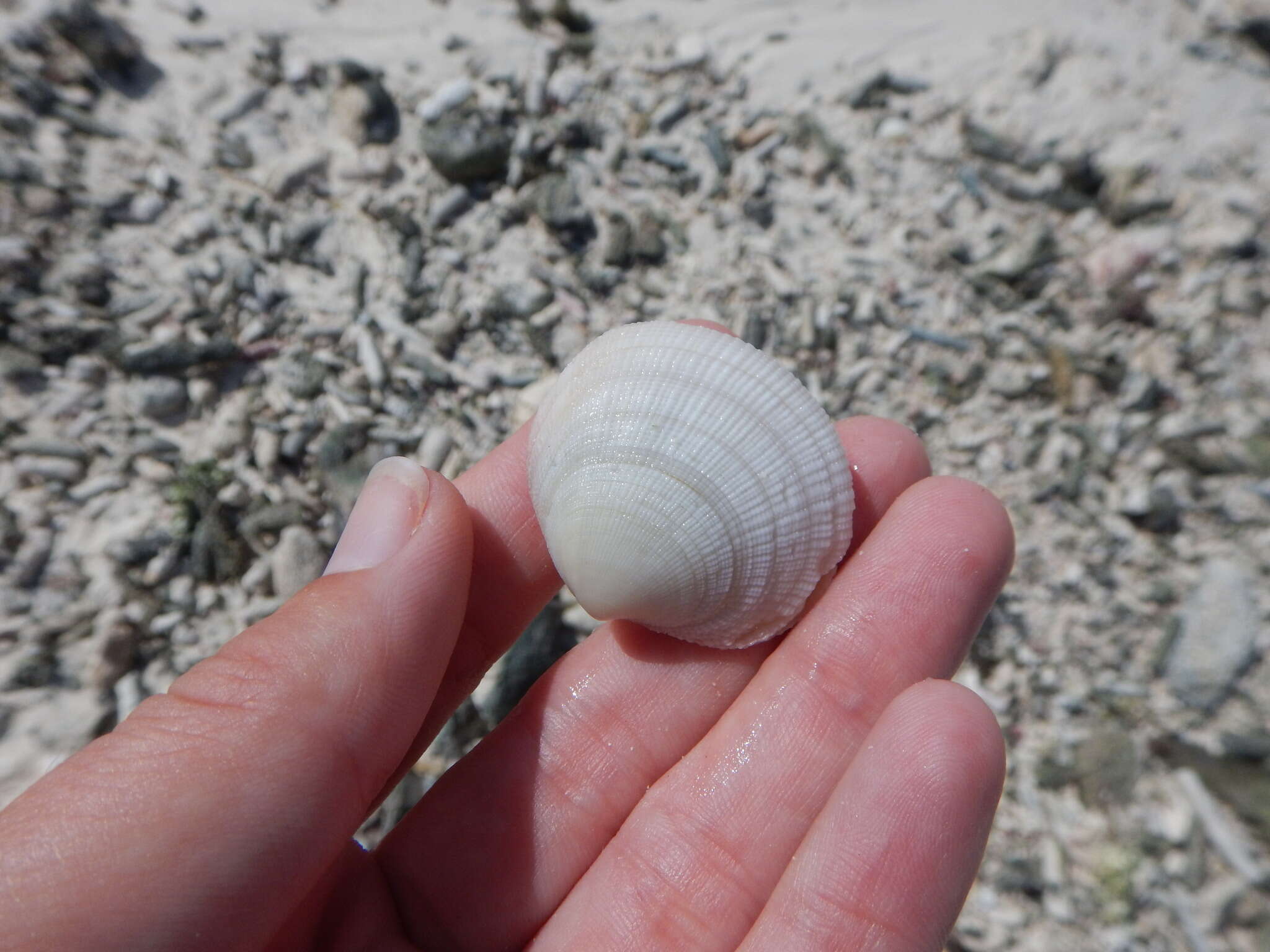 Image of Codakia orbicularis (Linnaeus 1758)