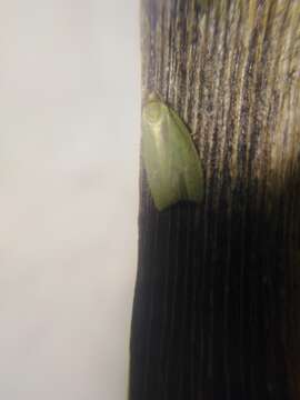 Tortrix viridana Linnaeus 1758的圖片