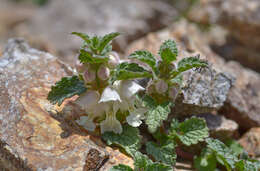 Image of Lamium tomentosum Willd.