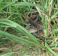 Image of Thamnophis elegans vagrans (Baird & Girard 1853)