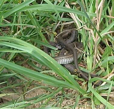 Sivun Thamnophis elegans vagrans (Baird & Girard 1853) kuva