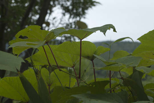 Imagem de Vitis coignetiae Pulliat ex Planchon