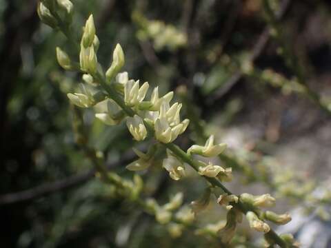 Image of Cleveland's Milk-Vetch