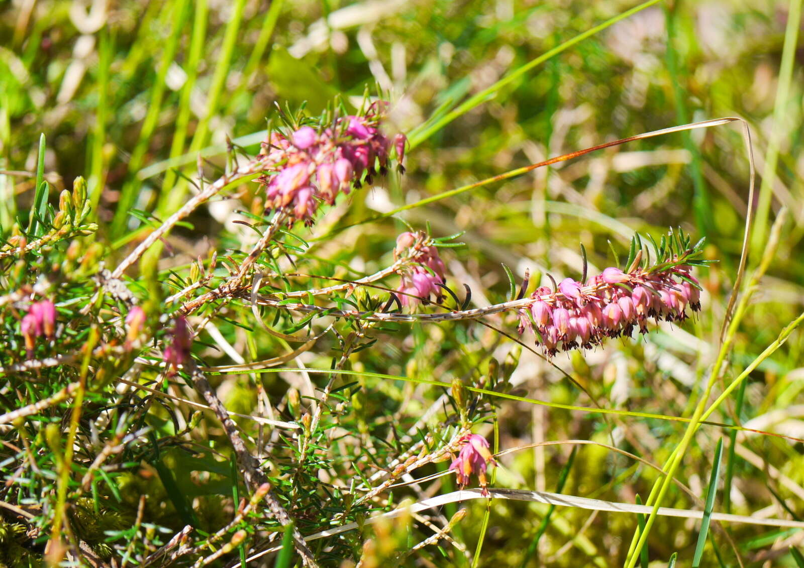 Imagem de Erica carnea L.