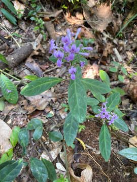 Image de Hypoestes diclipteroides Nees