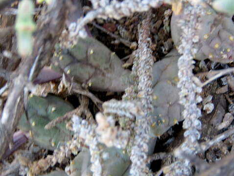 Image of Ceropegia compta (N. E. Br.) Bruyns