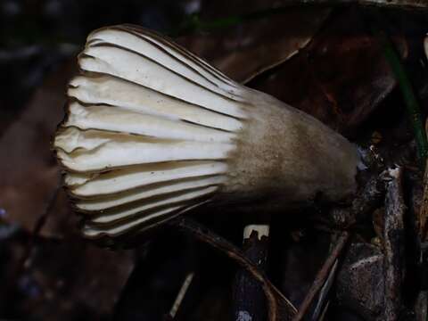 Image of Lactifluus sepiaceus (McNabb) Stubbe 2012