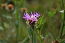 Plancia ëd Centaurea jacea subsp. jacea