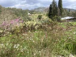 Image of Andropogon distachyos L.