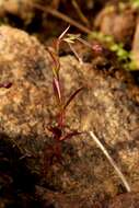 Image of Hornemann's Willowherb