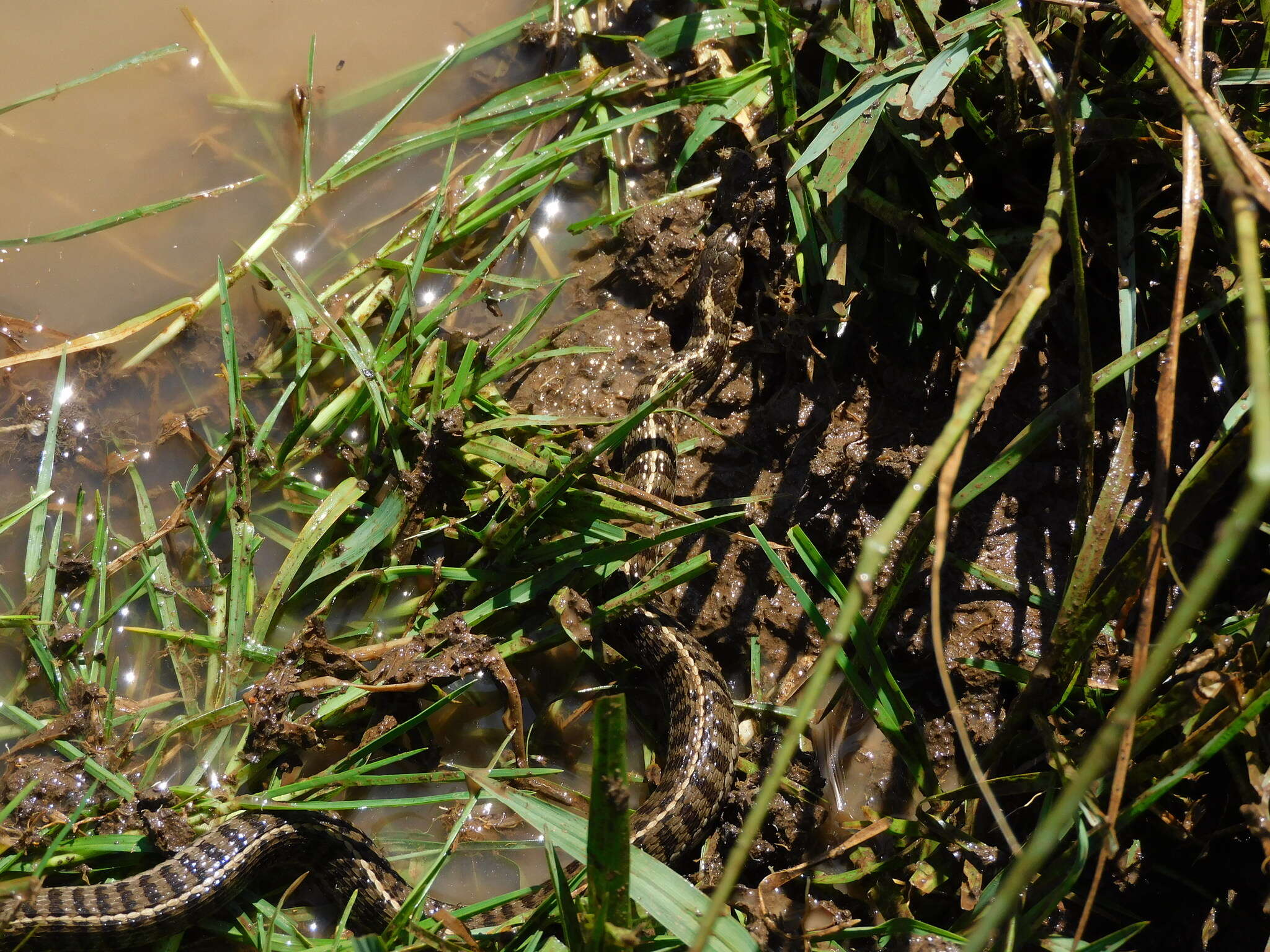 Thamnophis scaliger (Jan 1863)的圖片