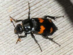 Nicrophorus (Nicrophorus) orbicollis (Say 1825) resmi