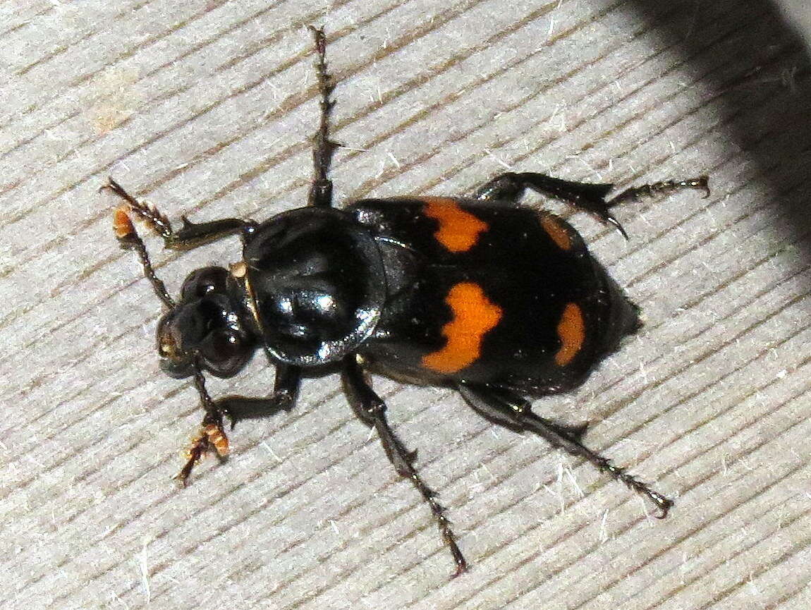 Image of Roundneck Sexton Beetle