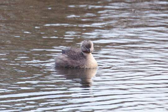 Image of Hoary-headed Grebe