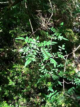 Image of Zanthoxylum schinifolium Siebold & Zucc.