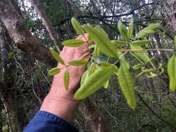 Image of Dinosperma erythrococcum (F. Müll.) T. G. Hartley