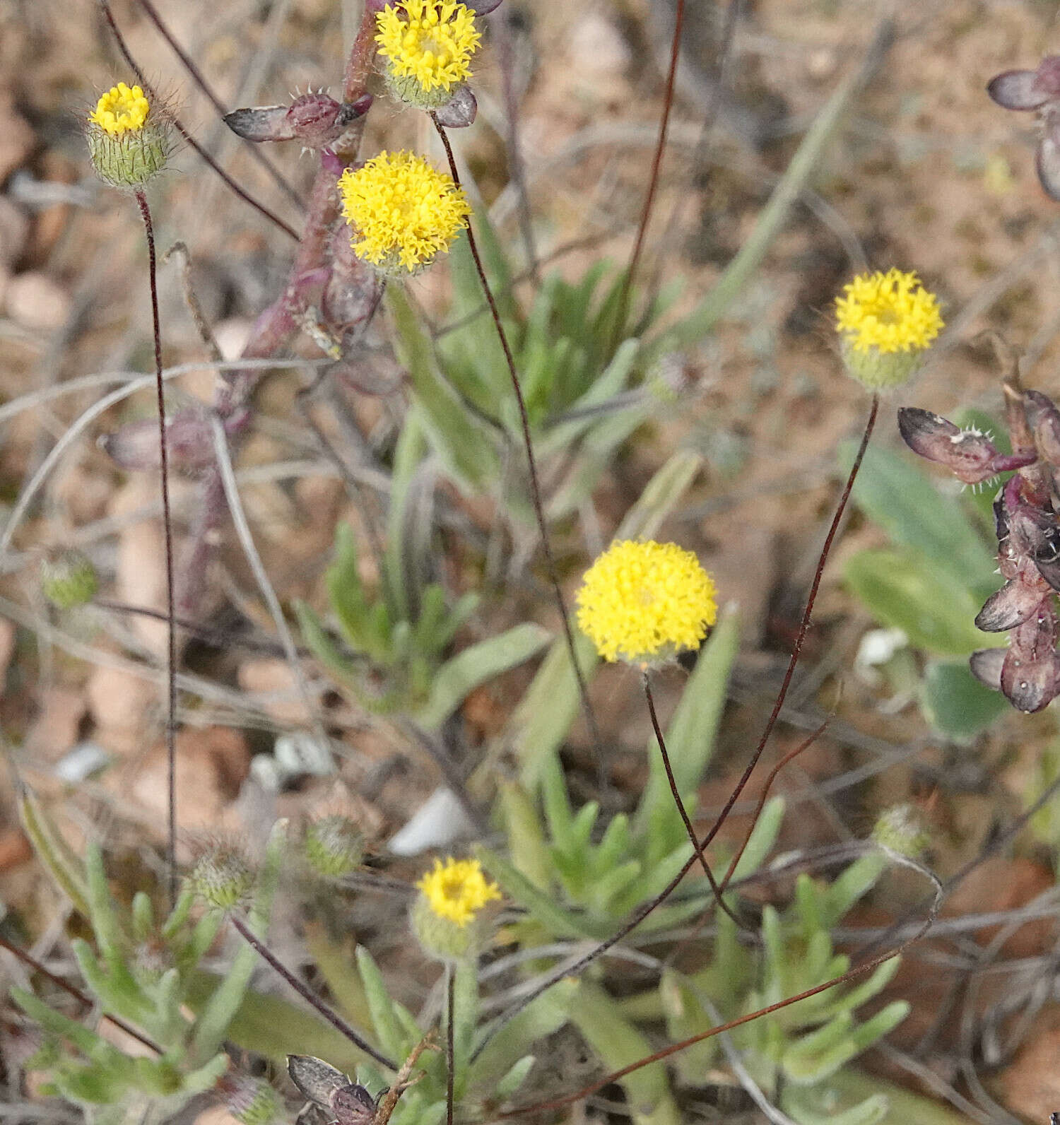 Asteridea athrixioides (Sonder & Mueller) G. Kroner的圖片