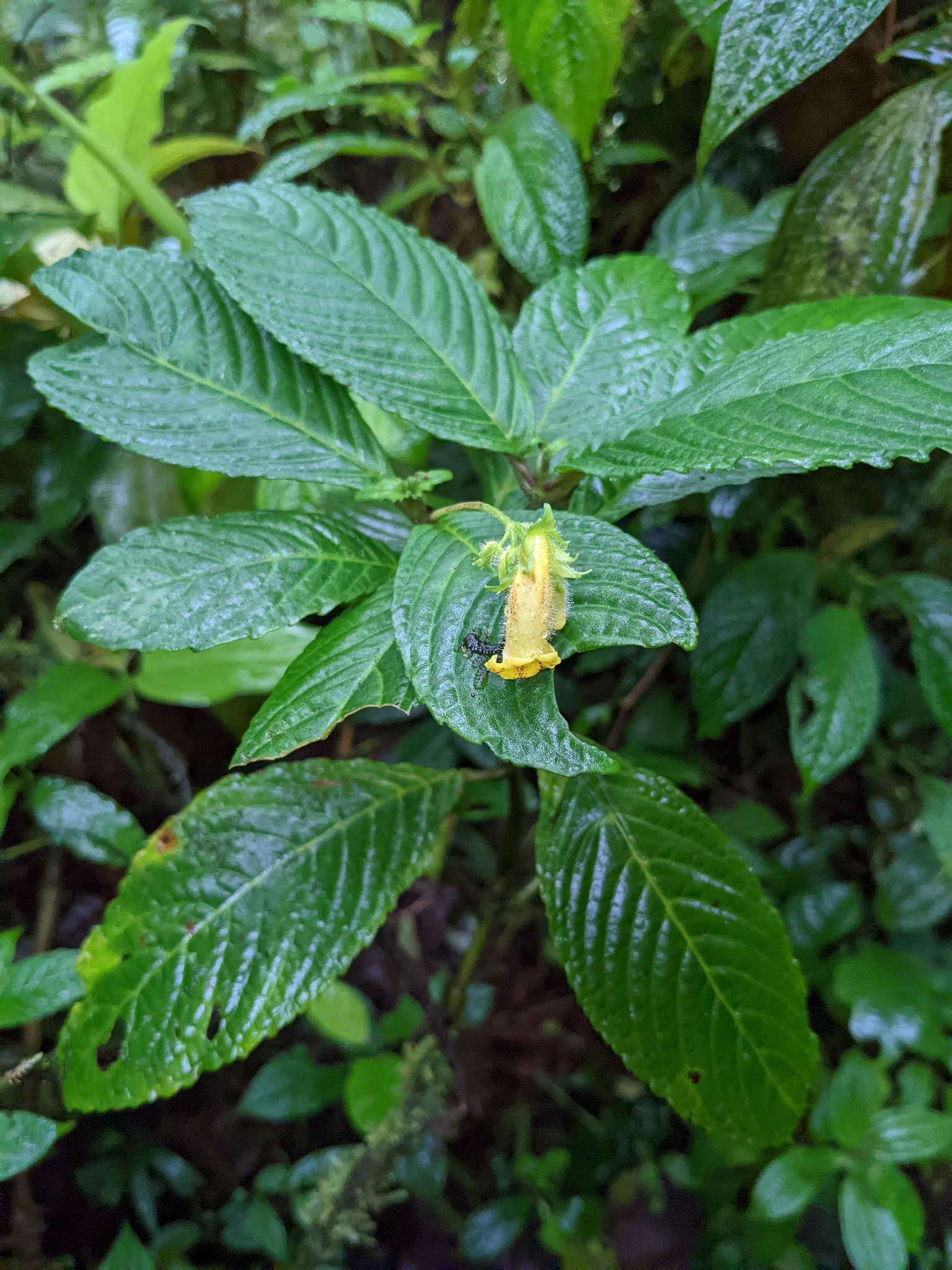 Image of Gasteranthus wendlandianus (Hanst.) Wiehler